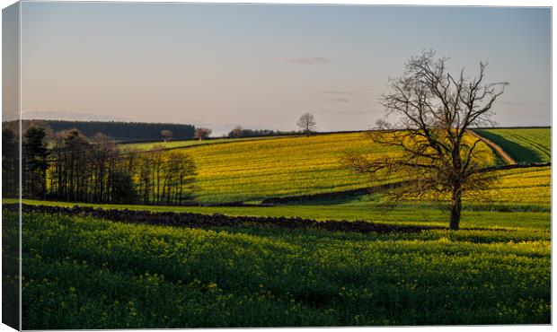 Late afternoon near Lazonby in Cumbria Canvas Print by Michael Brookes
