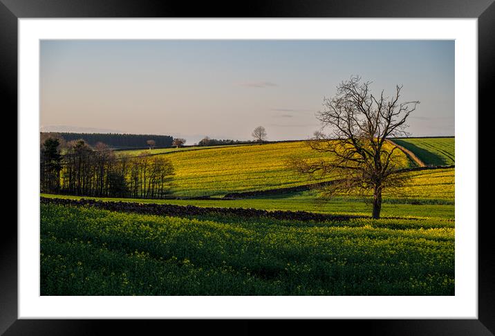 Late afternoon near Lazonby in Cumbria Framed Mounted Print by Michael Brookes