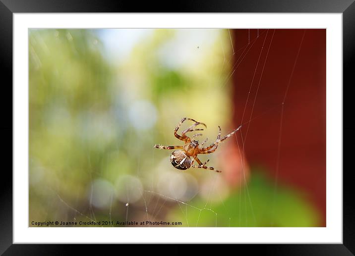 Spider spinning Framed Mounted Print by Joanne Crockford