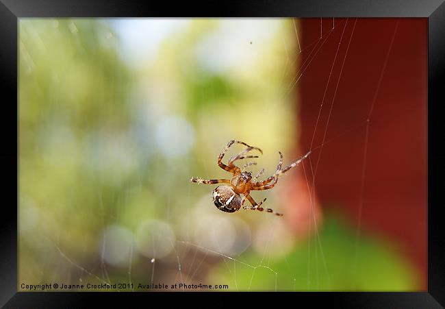 Spider spinning Framed Print by Joanne Crockford