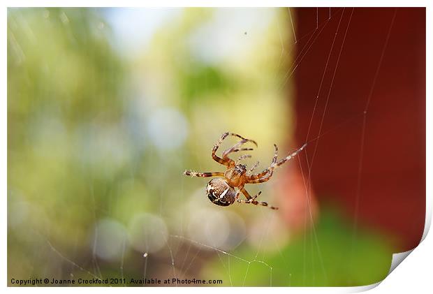 Spider spinning Print by Joanne Crockford