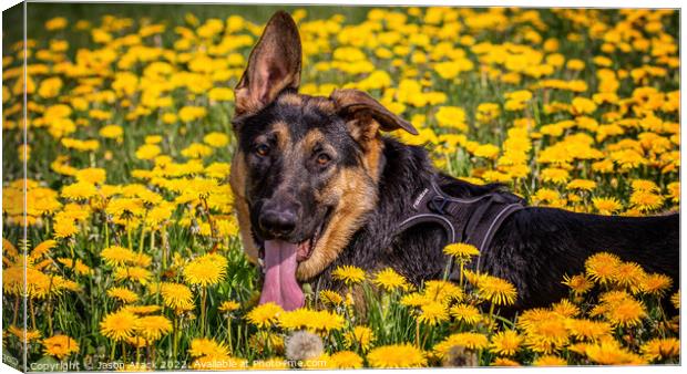 A dog lying on a flower Canvas Print by Jason Atack