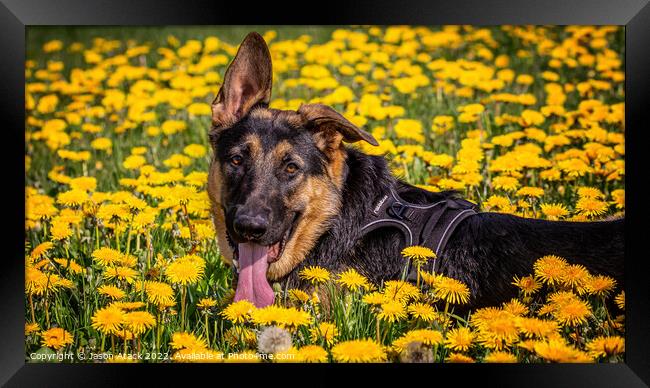 A dog lying on a flower Framed Print by Jason Atack