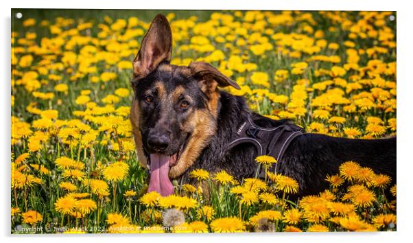 A dog lying on a flower Acrylic by Jason Atack