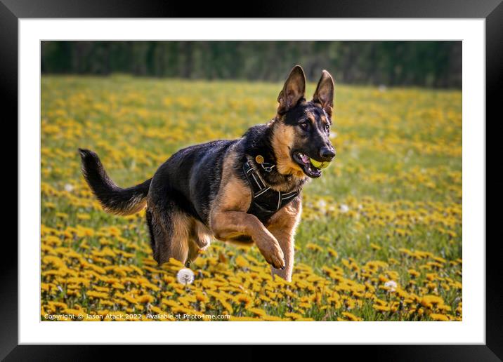Dog running through field of flowers Framed Mounted Print by Jason Atack