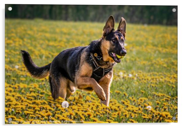 Dog running through field of flowers Acrylic by Jason Atack