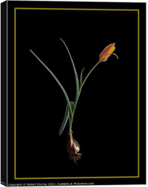 Tulipa clusiana var. chrysantha  Canvas Print by Robert Murray