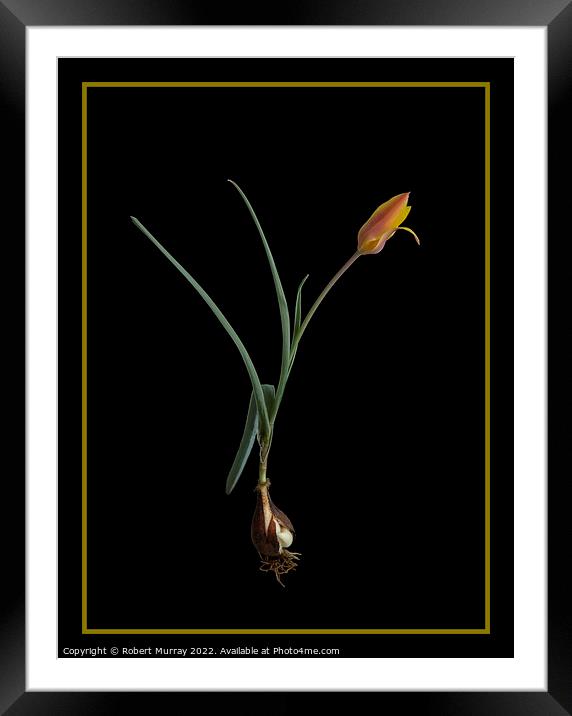 Tulipa clusiana var. chrysantha  Framed Mounted Print by Robert Murray