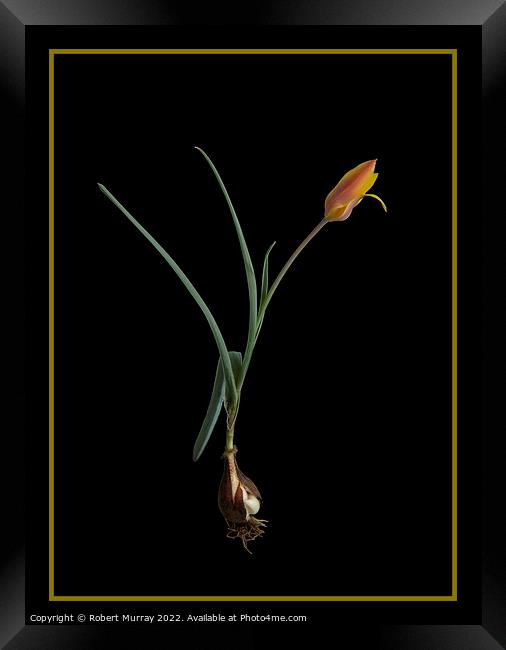 Tulipa clusiana var. chrysantha  Framed Print by Robert Murray
