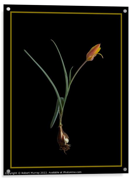 Tulipa clusiana var. chrysantha  Acrylic by Robert Murray