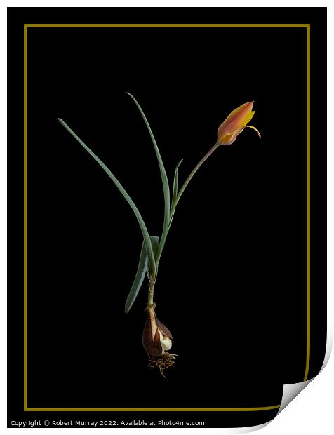 Tulipa clusiana var. chrysantha  Print by Robert Murray