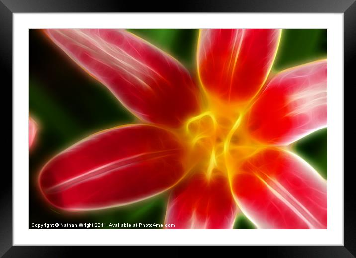 Red white flower Framed Mounted Print by Nathan Wright