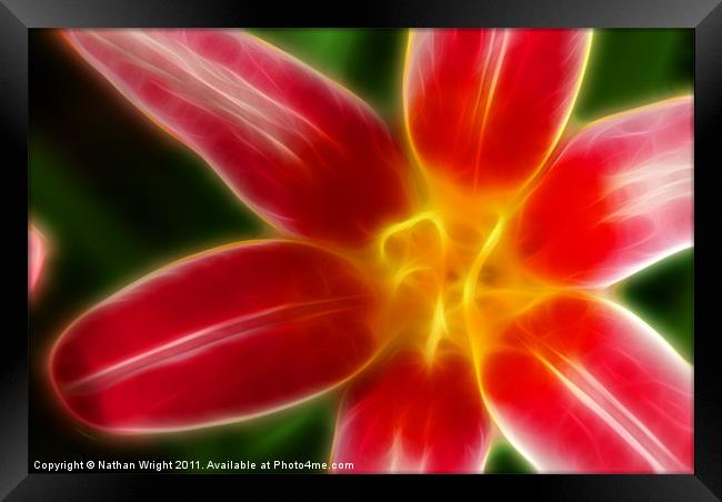 Red white flower Framed Print by Nathan Wright