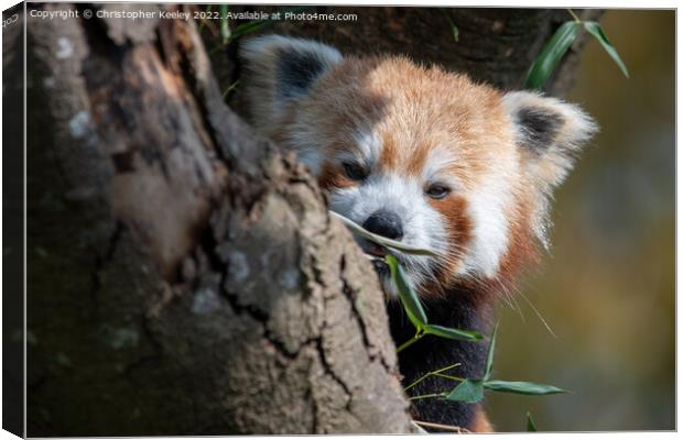 Red panda in a tree Canvas Print by Christopher Keeley