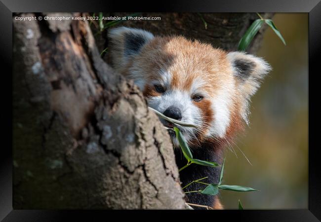 Red panda in a tree Framed Print by Christopher Keeley