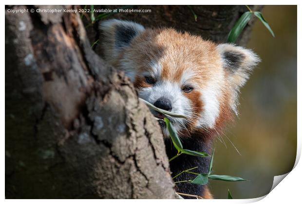 Red panda in a tree Print by Christopher Keeley