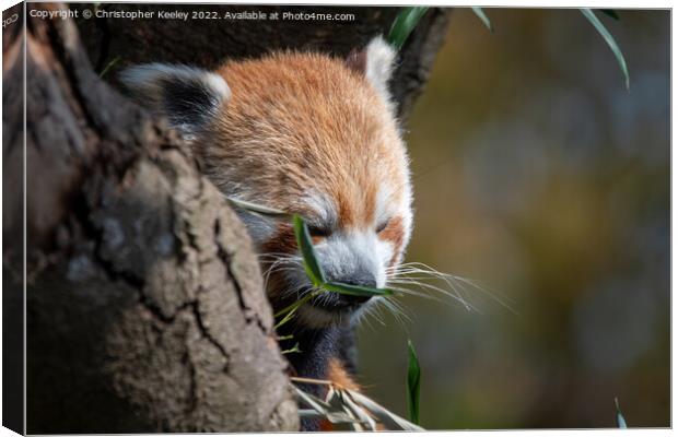 Munching red panda Canvas Print by Christopher Keeley