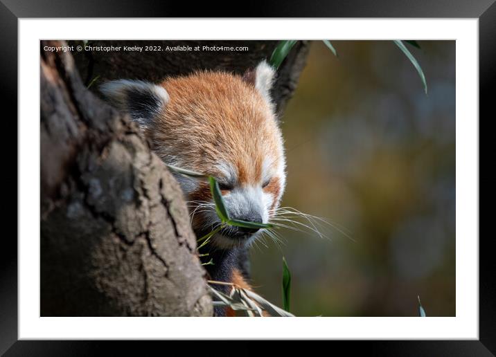 Munching red panda Framed Mounted Print by Christopher Keeley
