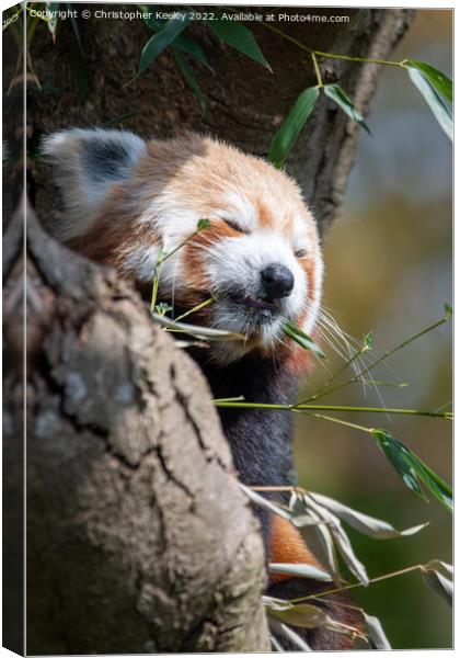 Snoozing red panda Canvas Print by Christopher Keeley