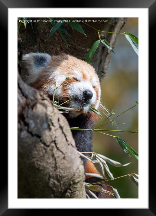 Snoozing red panda Framed Mounted Print by Christopher Keeley