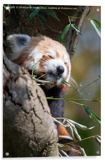 Snoozing red panda Acrylic by Christopher Keeley