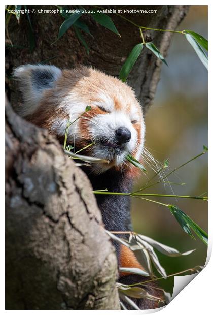 Snoozing red panda Print by Christopher Keeley