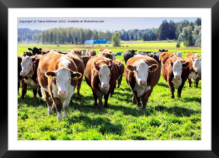 Hereford Cattle Running Towards Camera Framed Mounted Print by Taina Sohlman