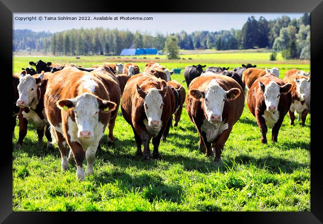Hereford Cattle Running Towards Camera Framed Print by Taina Sohlman