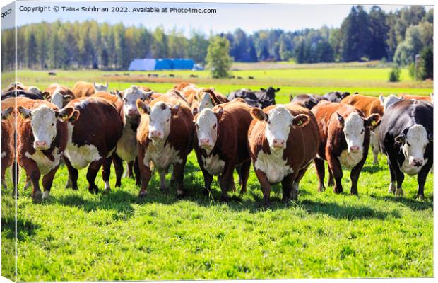 Hereford Cattle Moving Towards Camera  Canvas Print by Taina Sohlman