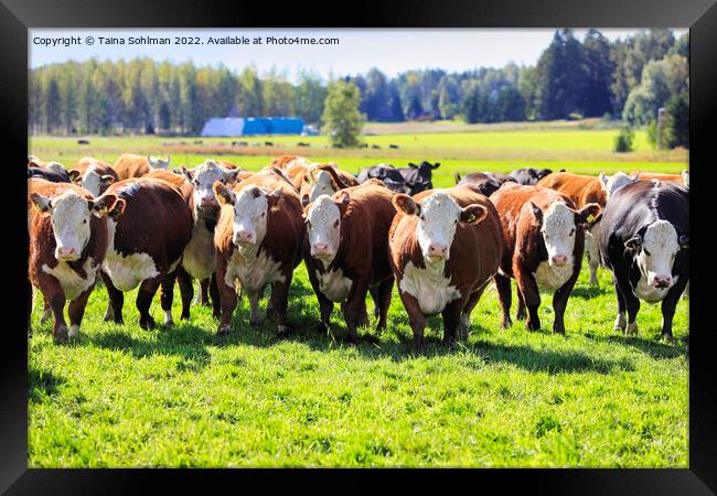 Hereford Cattle Moving Towards Camera  Framed Print by Taina Sohlman