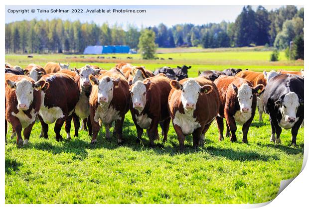 Hereford Cattle Moving Towards Camera  Print by Taina Sohlman