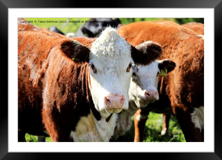 Hereford Cow in a Field Framed Mounted Print by Taina Sohlman