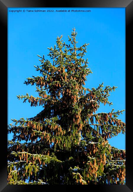 Norway Spruce Trees With Lots of Cones Framed Print by Taina Sohlman