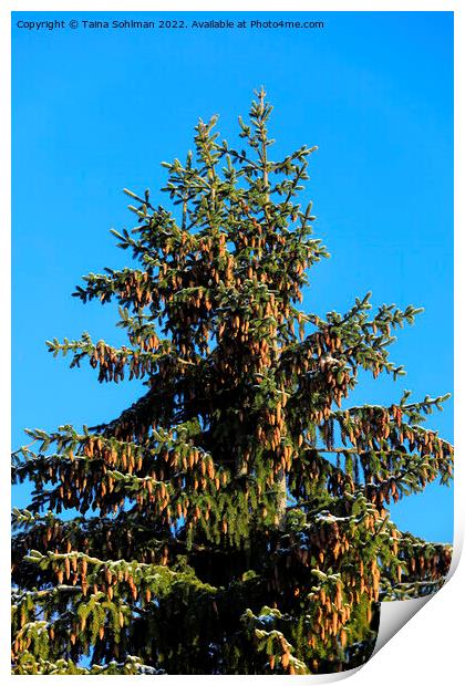 Norway Spruce Trees With Lots of Cones Print by Taina Sohlman