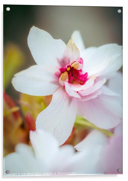 Cherry Blossom Acrylic by Ivor Bond