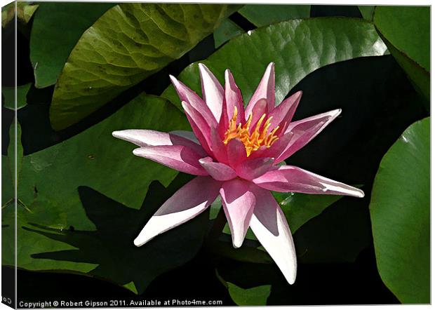 Water lily in water colour Canvas Print by Robert Gipson