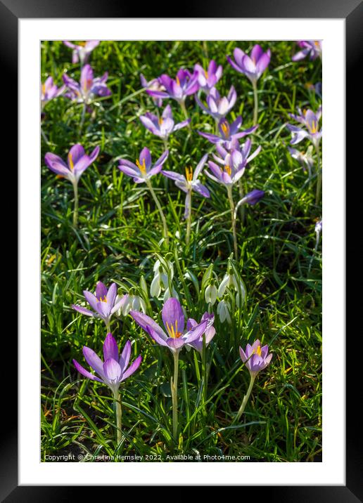 Crocus and snowdrops in Spring Framed Mounted Print by Christina Hemsley