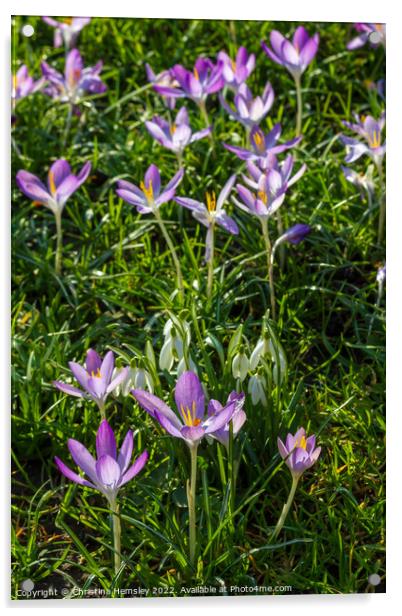 Crocus and snowdrops in Spring Acrylic by Christina Hemsley