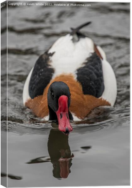 Shelduck Canvas Print by Kevin White