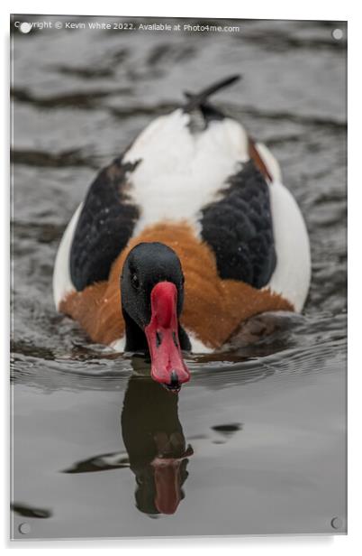 Shelduck Acrylic by Kevin White