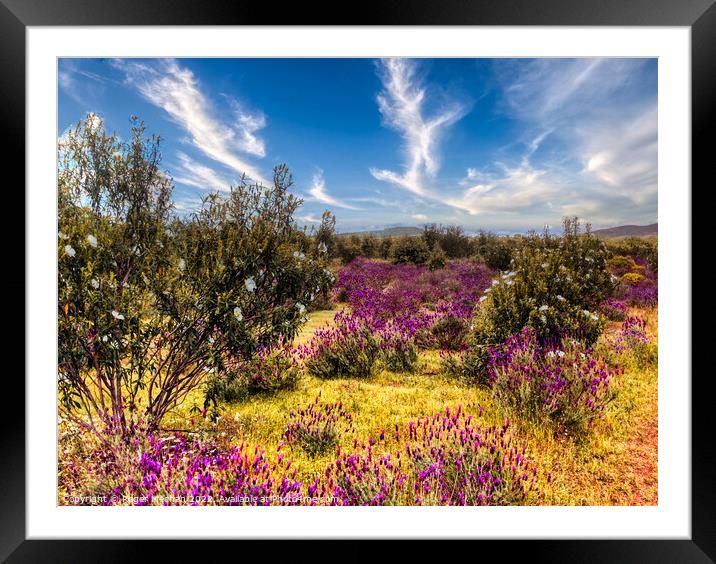 Lavender Fields in the Spanish Hinterland Framed Mounted Print by Roger Mechan