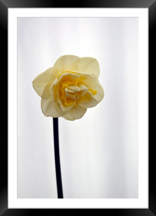 Narcissus Peach Cobler daffodil Framed Mounted Print by Theo Spanellis