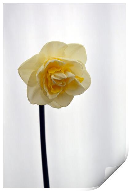 Narcissus Peach Cobler daffodil Print by Theo Spanellis