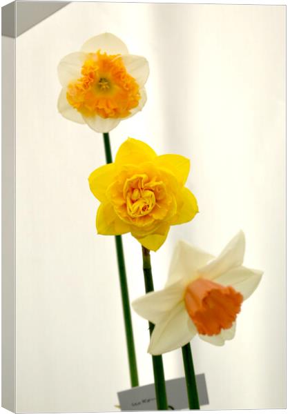 Various daffodil flowers Canvas Print by Theo Spanellis