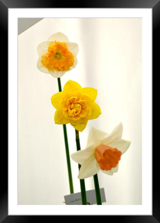 Various daffodil flowers Framed Mounted Print by Theo Spanellis