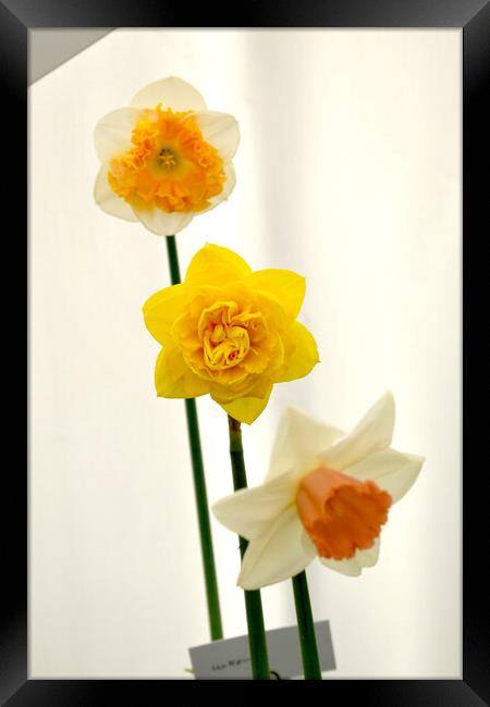 Various daffodil flowers Framed Print by Theo Spanellis