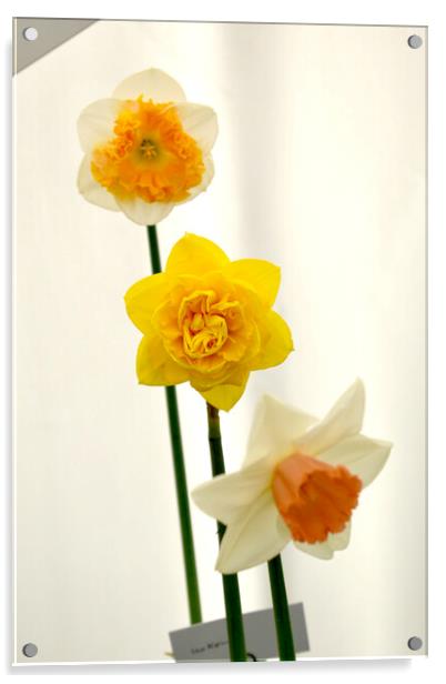 Various daffodil flowers Acrylic by Theo Spanellis
