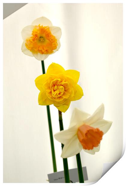 Various daffodil flowers Print by Theo Spanellis