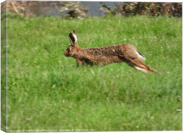 On the run Canvas Print by Rachel Goodfellow