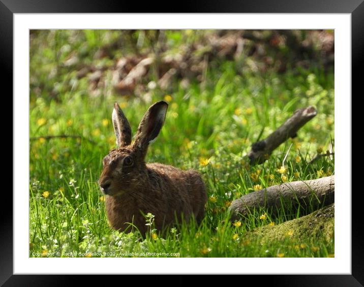 Hare in the woods Framed Mounted Print by Rachel Goodfellow